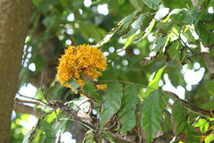 Saraca thaipingensis